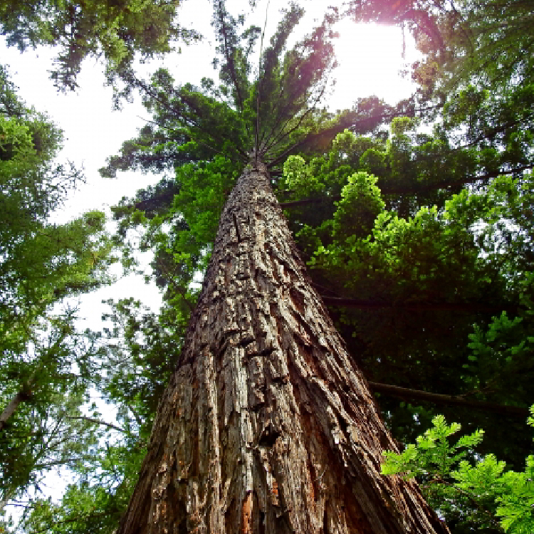 02.針葉樹ミックス kg/60