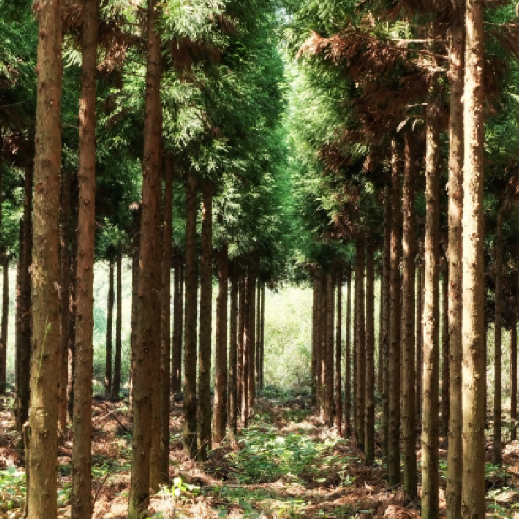 03.樹種指定 kg/90