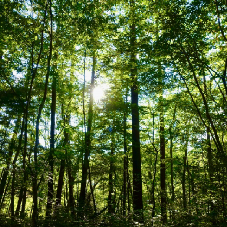 01.広葉樹ミックス kg/70